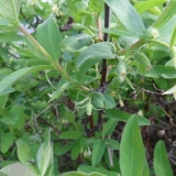 Orlovi nokti bluebird